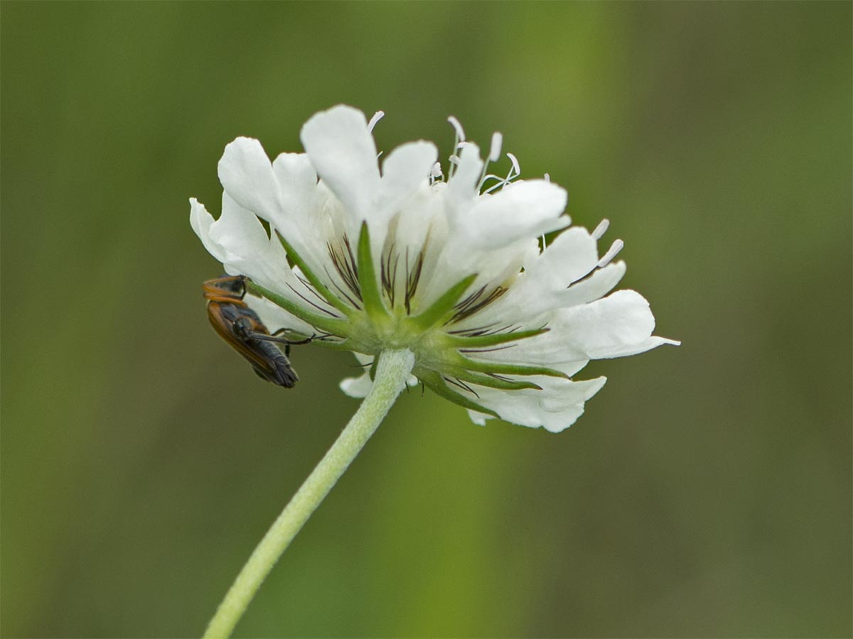 Scabiosa ochroleuca